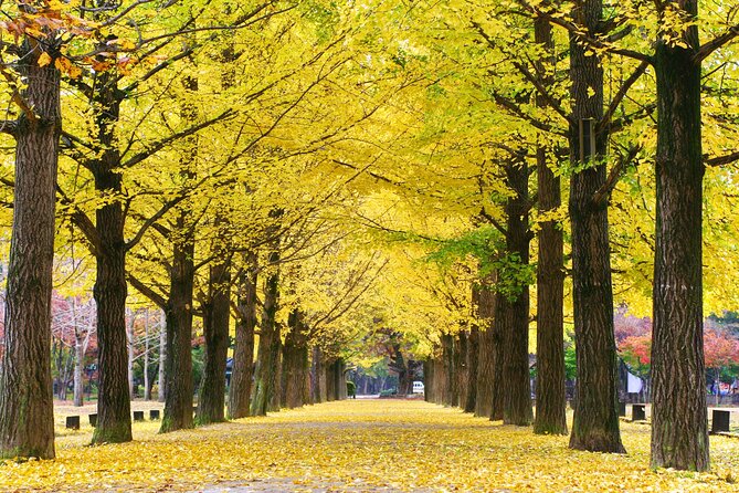 Full Day Private Tour Nami Island, Garden & Petite France - Tour Schedule and Itinerary