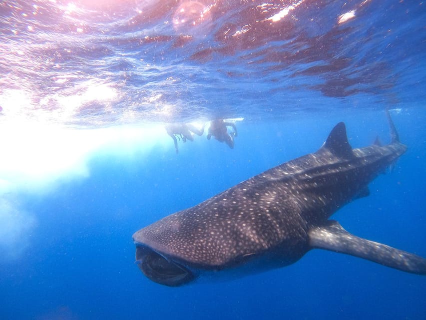 Holbox: Whale Shark Encounter and Marine Adventure - Directions