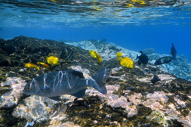 Kealakekua Bay and Captain Cook Monument Snorkel - Small-Group Experience - Final Words