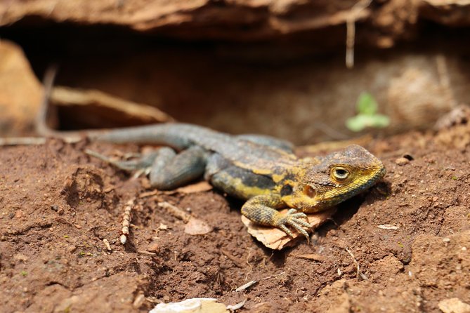 Morialta Wilderness and Wildlife Hike - Booking and Cancellation Policies