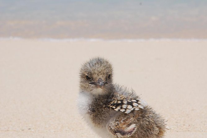 Ocean Spirit Sail to Michaelmas Cay Snorkel or Dive, From Cairns - Reviews and Ratings Overview