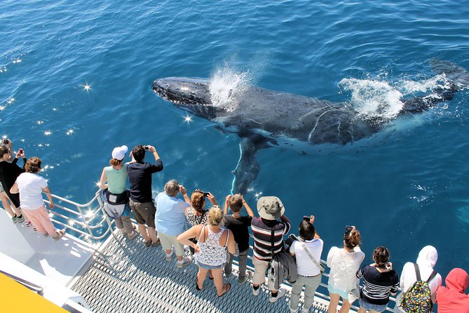 Spirit of Hervey Bay Whale Watching Cruise - Cruise Logistics and Details