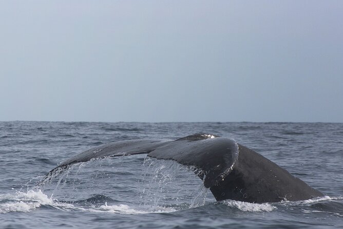 Whale Watching in Cabo San Lucas: Sightseeing Cruise and Shopping - Shopping Opportunities