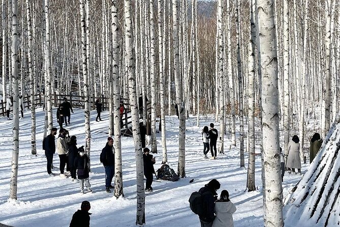 Wondae-ri Birch Forest and Inje Maebawi Ice Wall Full Day Tour - Booking and Refund Policy