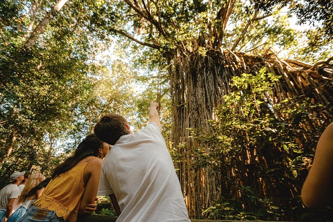 Atherton Tablelands, Waterfalls and Rainforest Tour From Cairns - Important Tour Details