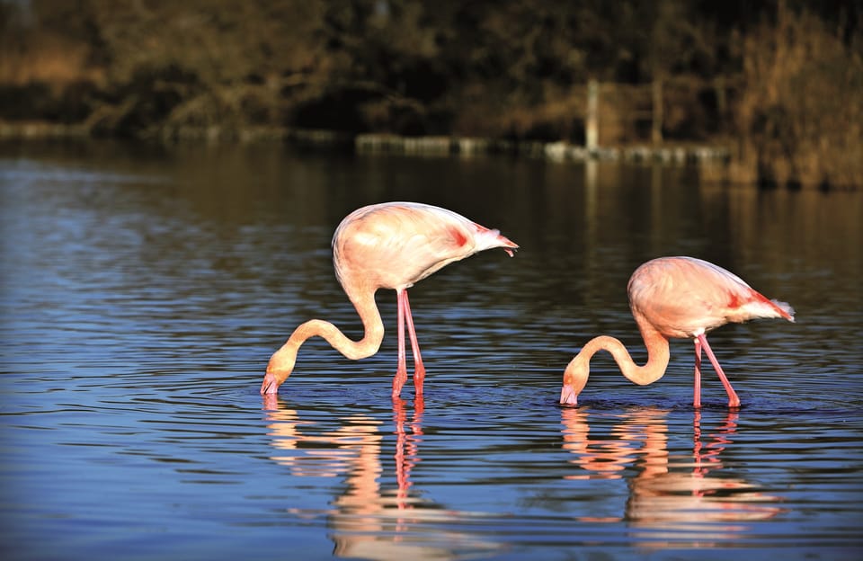 Camargue: Half-Day 4x4 Guided Safari Adventure - Customer Reviews and Ratings