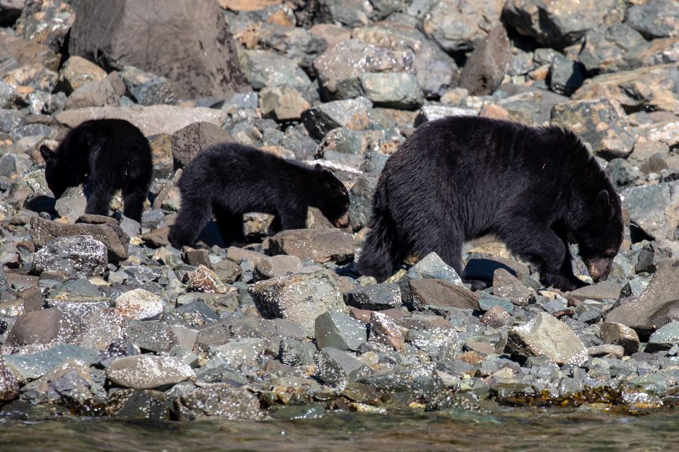 Campbell River: Whale Watching and Wildlife Viewing Day Tour - Restrictions