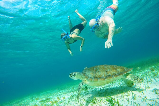 Cozumel Snorkeling Tour: Starfish, Stingrays and the Turtle Bay Experience - Final Words