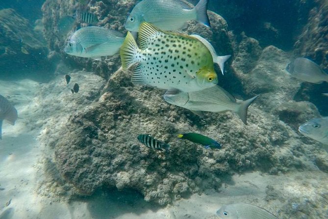 Guided Snorkel With Fish Tour at Wavebreak Island, Gold Coast - Tour Restrictions and Cancellations