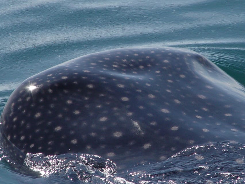 Holbox: Whale Shark Encounter and Marine Adventure - Common questions