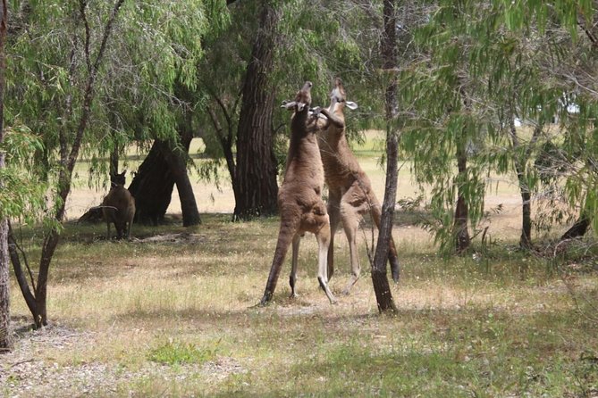 Margaret River Coastal and Wildlife Eco Trip From Busselton or Dunsborough - Important Trip Details to Know