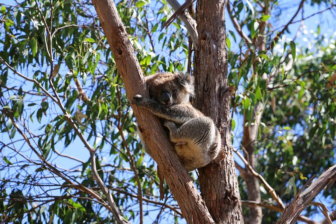 Morialta Wilderness and Wildlife Hike - Reviews and Pricing Details