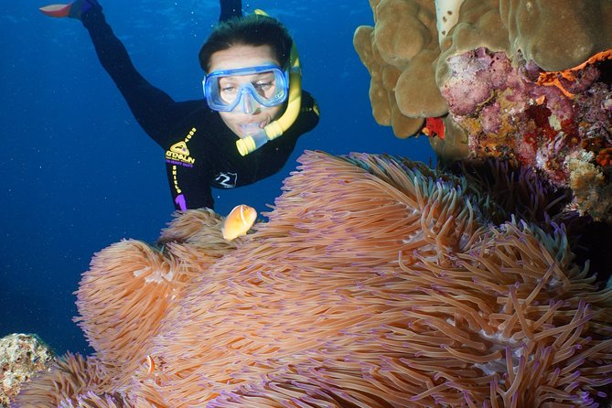 Poseidon Outer Great Barrier Reef Snorkeling and Diving Cruise From Port Douglas - Reviews and Testimonials