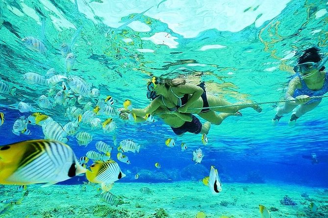 Guided Snorkel With Fish Tour at Wavebreak Island, Gold Coast - Reviews From Past Travelers