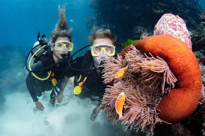 Silverswift Dive and Snorkel Great Barrier Reef Cruise - Reviews From Past Passengers