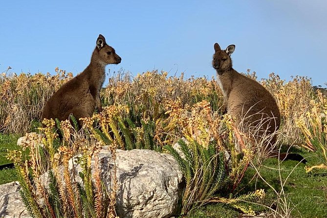 Small Group Kangaroo Island Tour - Seal Bay - Booking and Cancellation Details