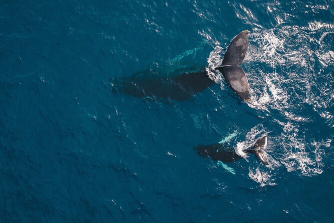 Whale Watching in Cabo San Lucas: Sightseeing Cruise and Shopping - Common questions