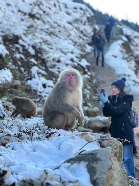 A Memorabele Snow Monkey Park and Zenkoji Temple Tour - Key Points