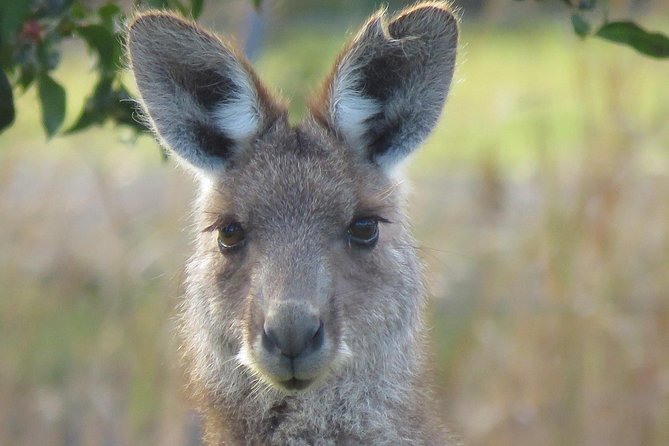 Byron Bay Wildlife Safari - Key Points