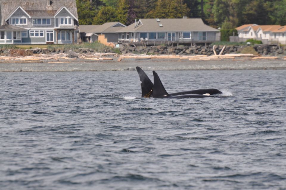 Campbell River: Whale Watching and Wildlife Viewing Day Tour - Key Points