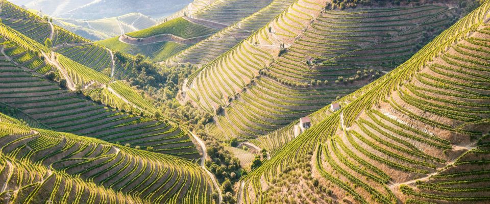 From Porto: Douro Valley W/ Boat Tour, Wine Tasting & Lunch - Key Points