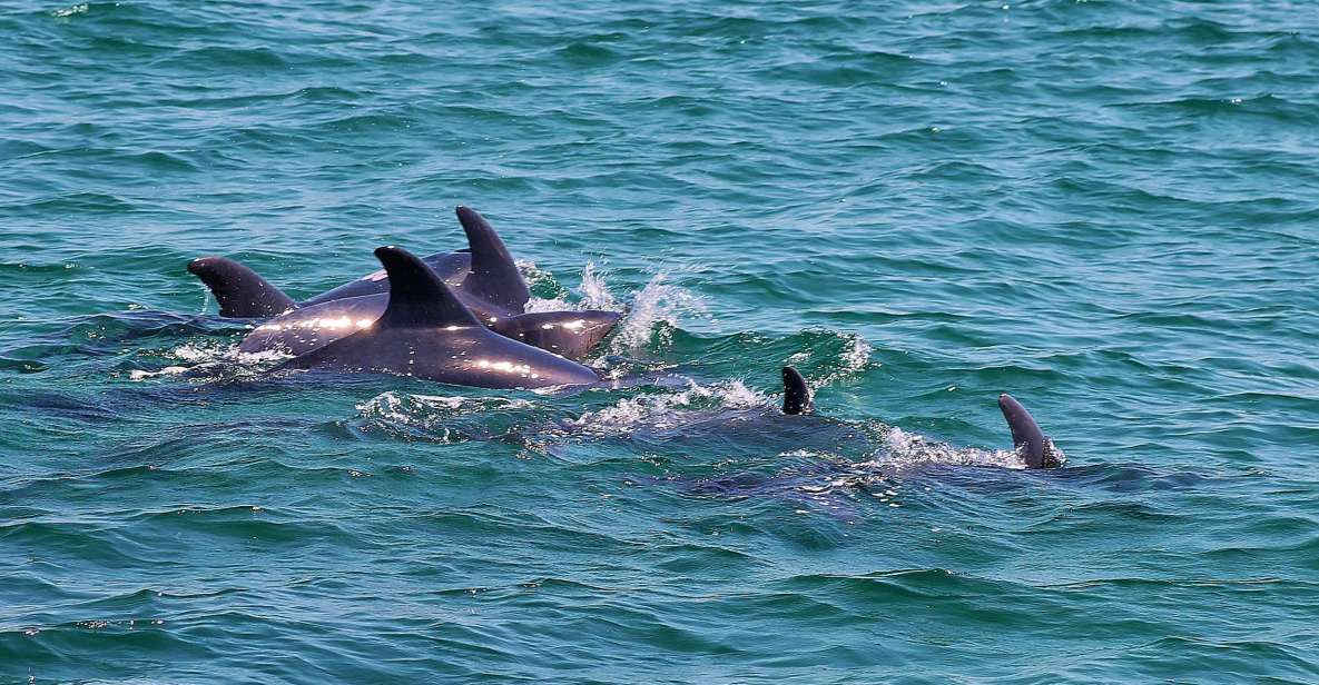 Full-Day Dolphin Watching Tour From Lisbon - Key Points