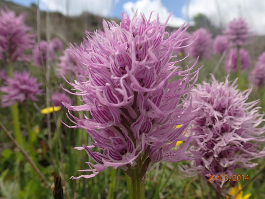 Heraklion: Springtime Plant Walk and Birdwatching in Nature - Key Points