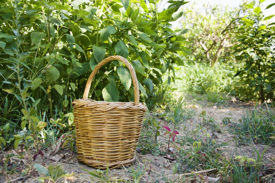 Naxos: Half-Day Cooking Class at Basiliko Family Tavern - Key Points