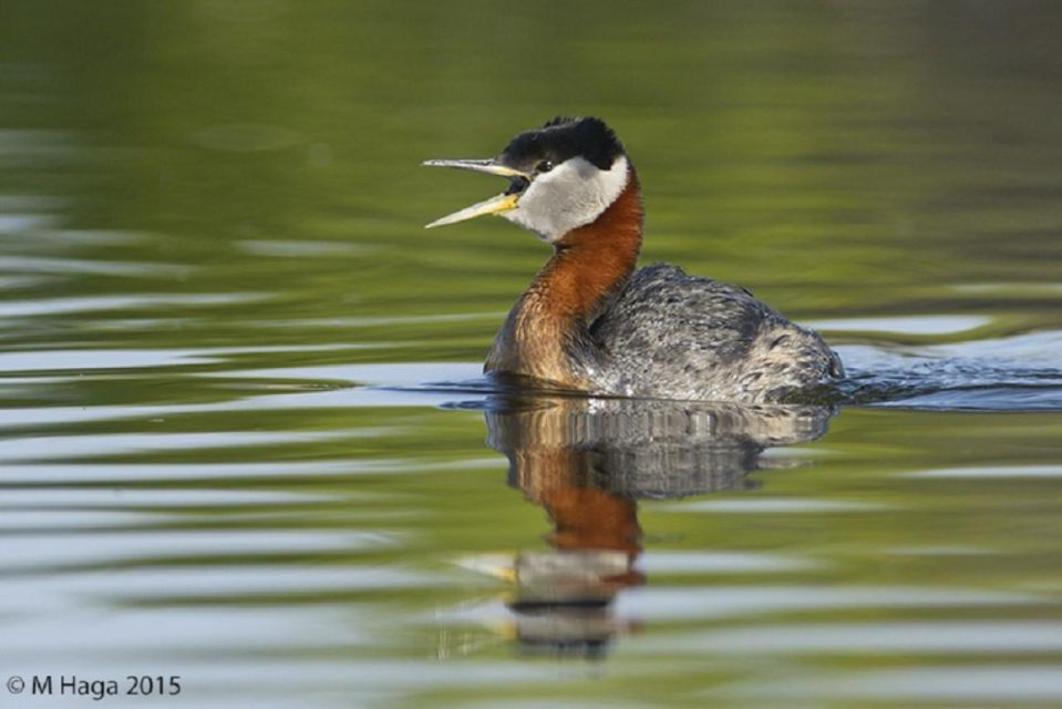 Saskatoon: Donna Birkmaier Park Birding and Walking Tour - Key Points