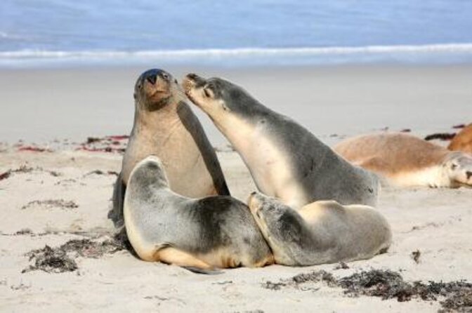 Small Group Kangaroo Island Tour - Seal Bay - Key Points