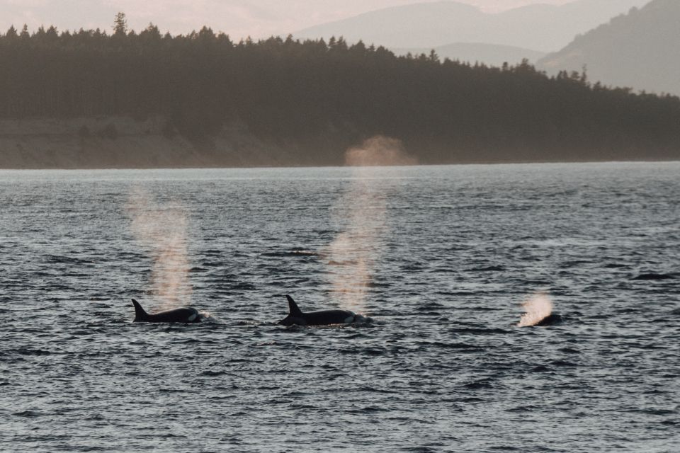 Victoria: Morning Whale-Watching Tour in Scarab Boat - Key Points