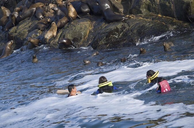 Visit the Sea Lions in Palomino Islands, in Lima Peru - Key Points