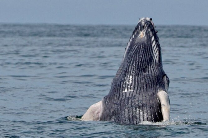 Whale Watching at the Marino Ballena National Park - Key Points