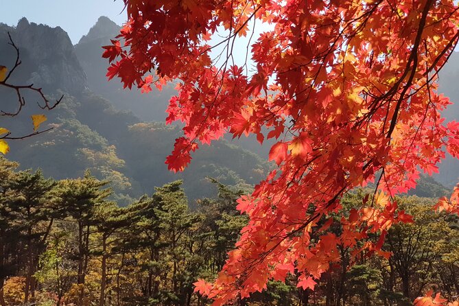 2 Days Private Tour : Mt Seorak & Naksansa Temple & Nami Island From Seoul