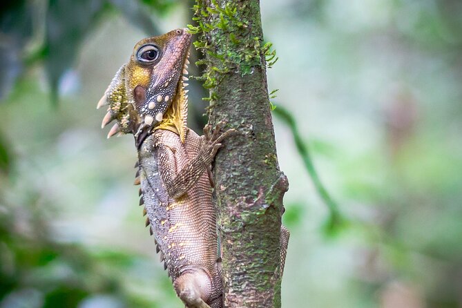 Amazing Daintree Rainforest Tour Waterfall Hike, Lunch, Swim & Crocodile Cruise - Daintree Rainforest Tour Experience