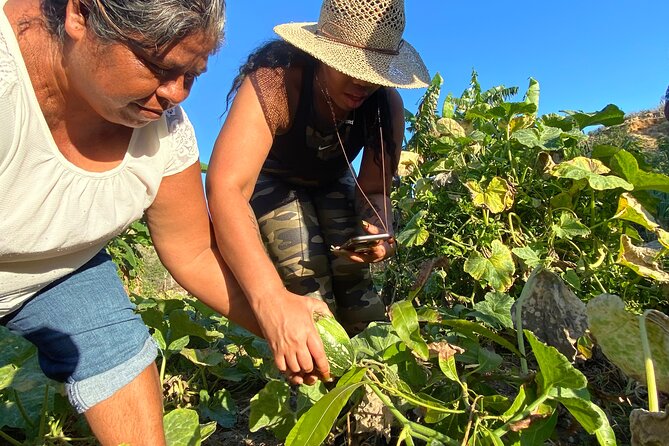 Azteca Cactus Taco – Farm to Table Cooking Class in Los Cabos