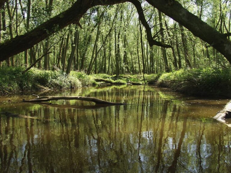 Biesbosch: Boat Cruise Through National Park