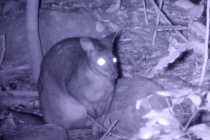 Byron Bay Night Vision Walk