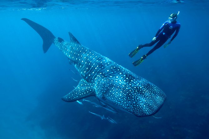 Cancun Whale Shark Encounter