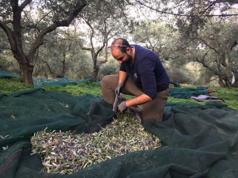 Chania Olive Oil Tour: Olive Oil Tasting & Bio Fruits Tour