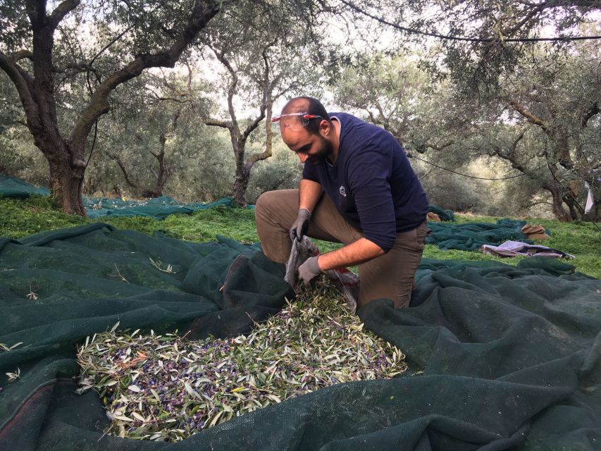 Chania Olive Oil Tour: Olive Oil Tasting & Bio Fruits Tour - Tour Highlights