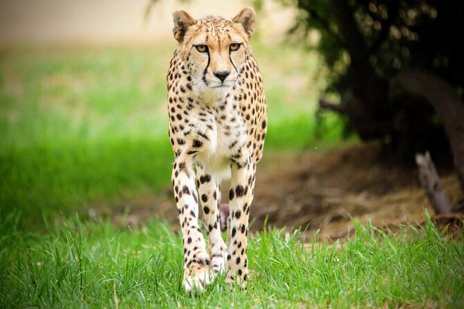 Cheetah Encounter at Werribee Open Range Zoo - Excl. Entry - Cheetah Encounter Details