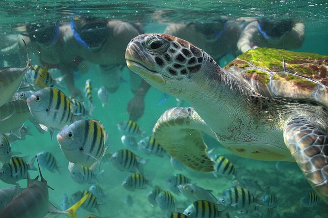 Coba Guided Tour Plus Sea Turtle Snorkeling Adventure and Beachside Lunch - Tour Highlights