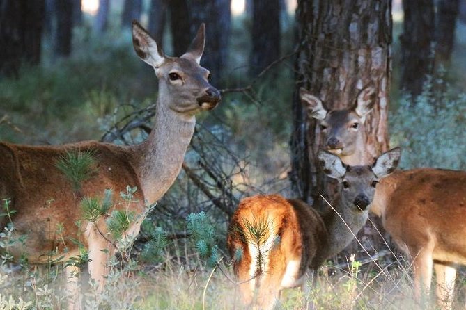 Donana National Park: Guided Day Tour From Seville