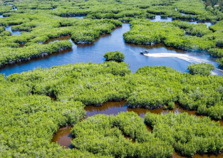 Everglades: Mangrove Maze Airboat Tour and Boardwalk