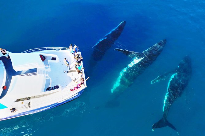 Hervey Bay Whale Watching Cruise - Tour Overview and Highlights