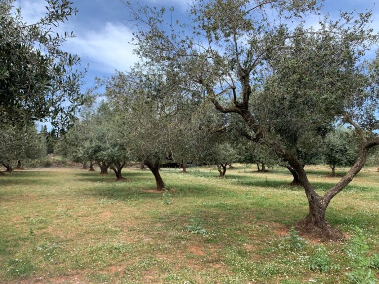 Kefalonia Farm Tour on E-Bikes