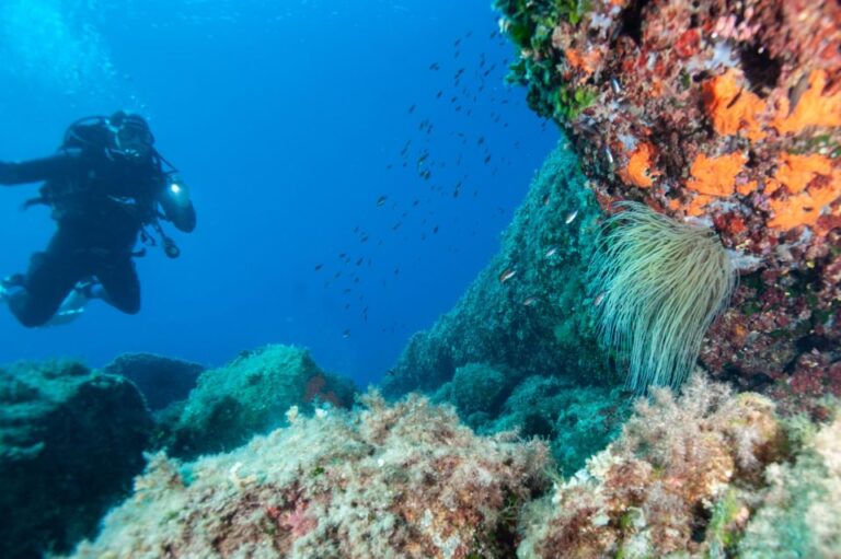 MARINA DI CAMPO: DIVING ON THE ISLAND OF ELBA AND PIANOSA