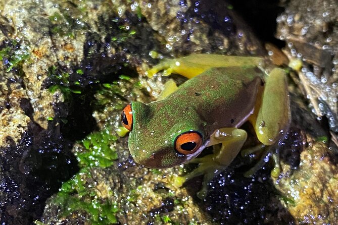 Night Tour in Monteverde Tropical Forest