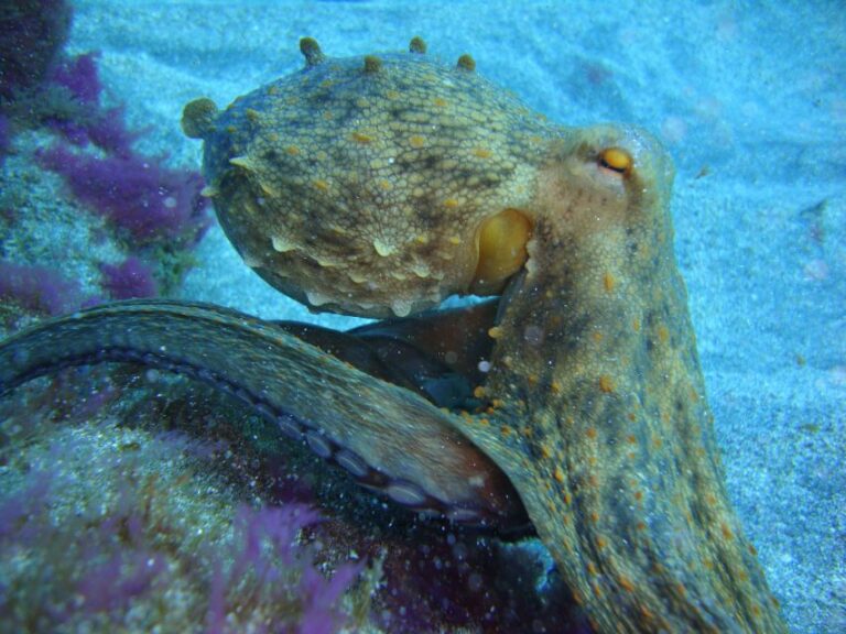 PADI OpenWaterDiving Course in Costa Adeje, Puerto Colon